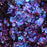 Ocean Galaxy Nebula Holo Series - OceanNailSupply